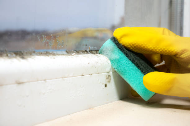 Best Basement Mold Remediation in Cleveland, MS