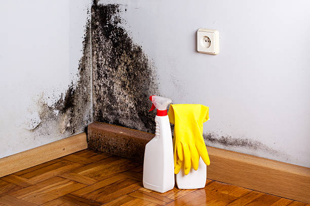 Best Mold Testing and Inspection Services in Cleveland, MS